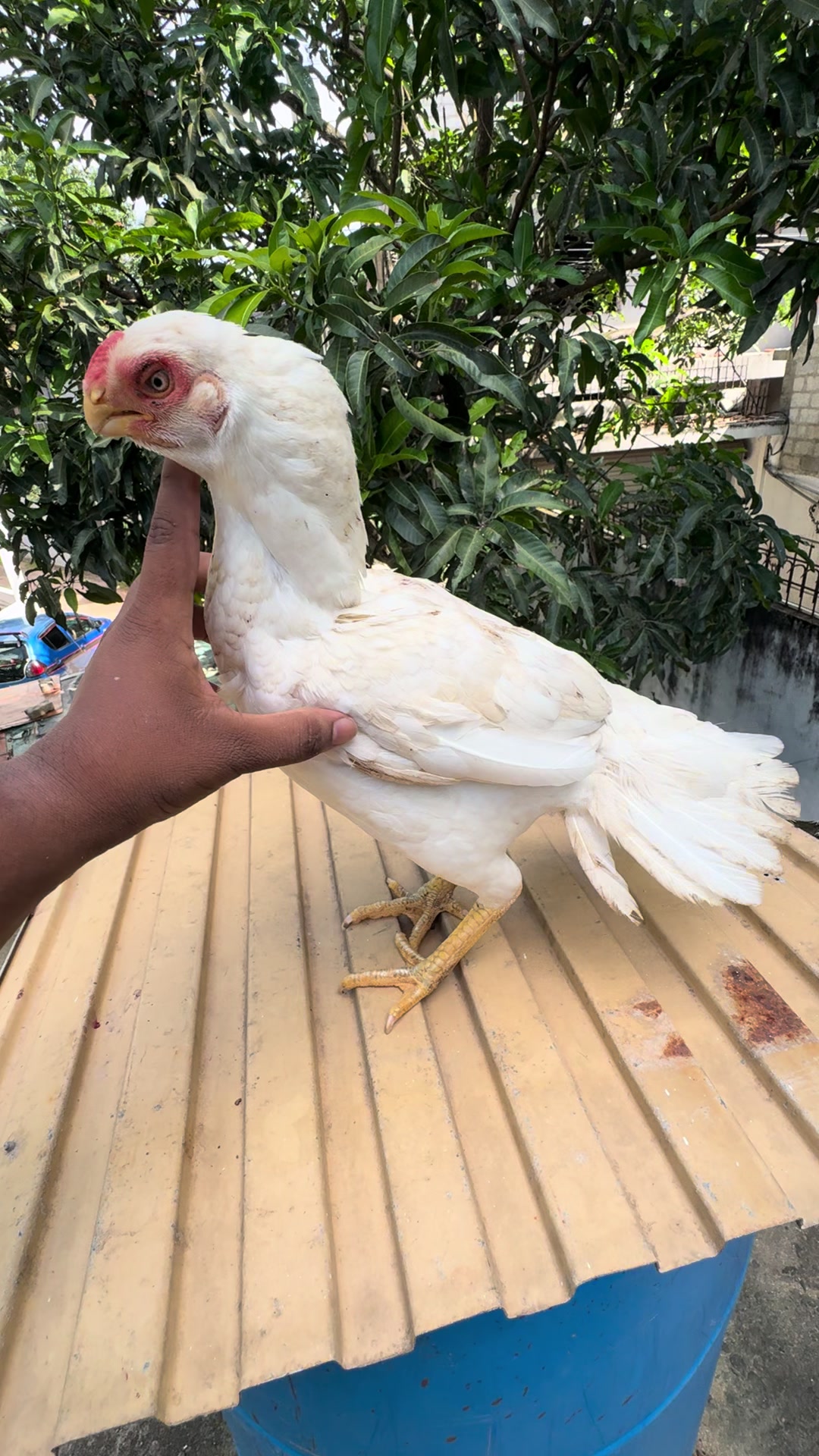 @Wattala_Parrotbeak_Longtail