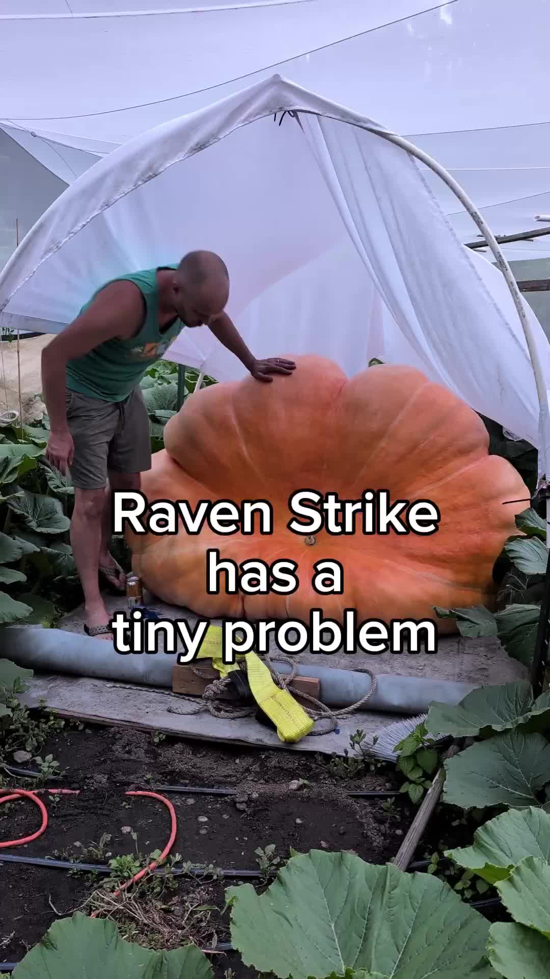 @bigpumpki
