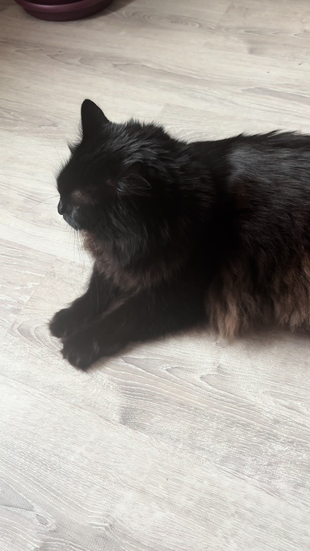 @Хвостатые бандиты🐈⬛🐈