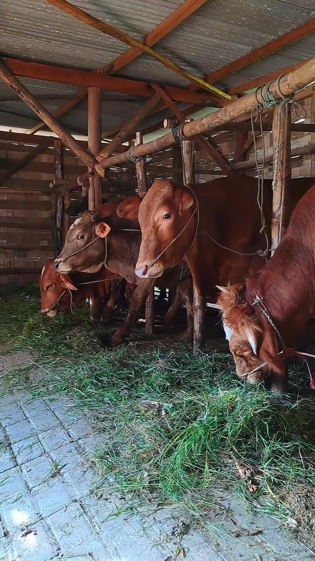@SARJANA LEMBU☆