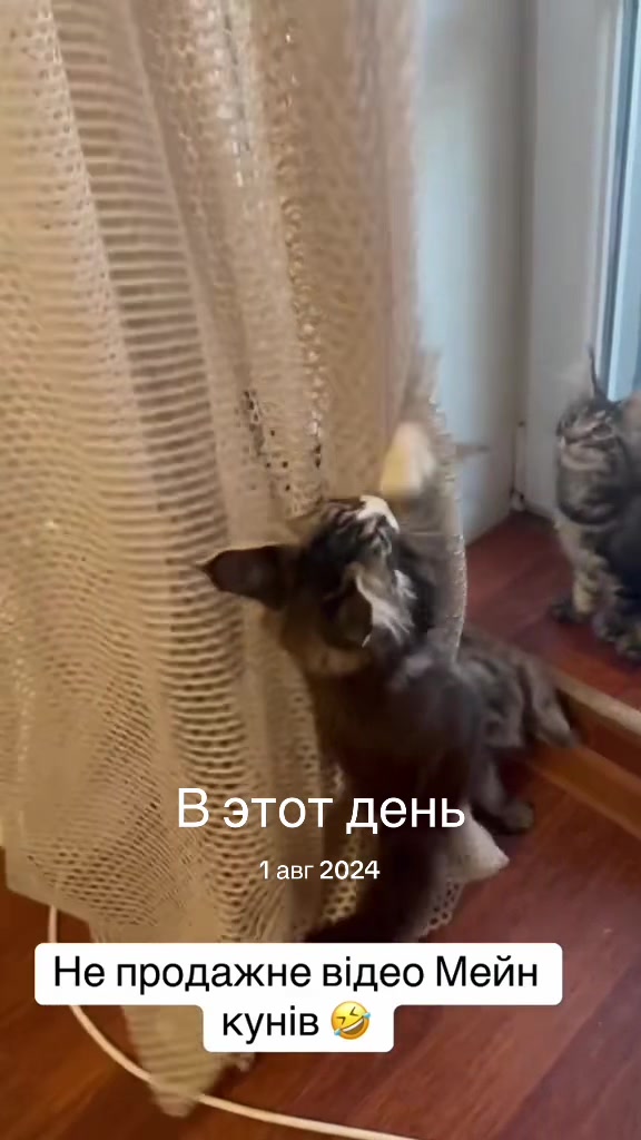 @PARAKENTOS*UA Maine coon