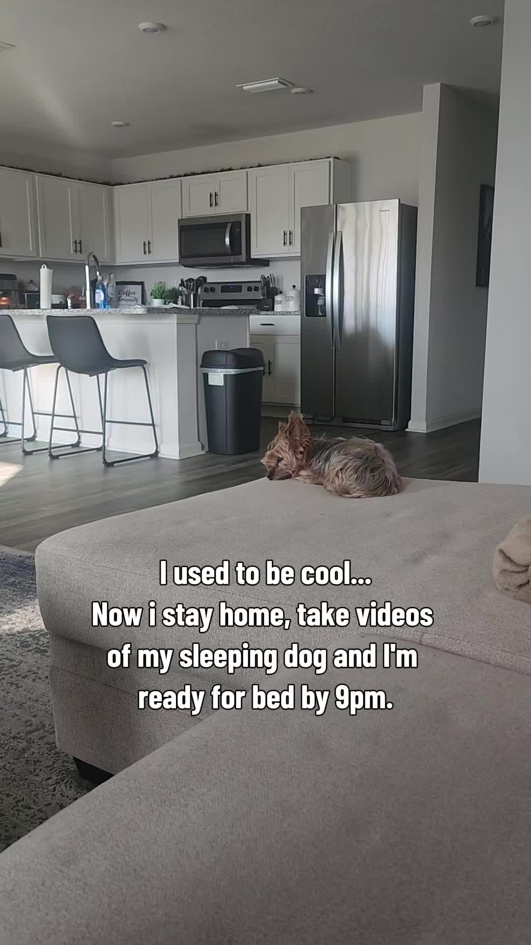 @Chase the Yorkie