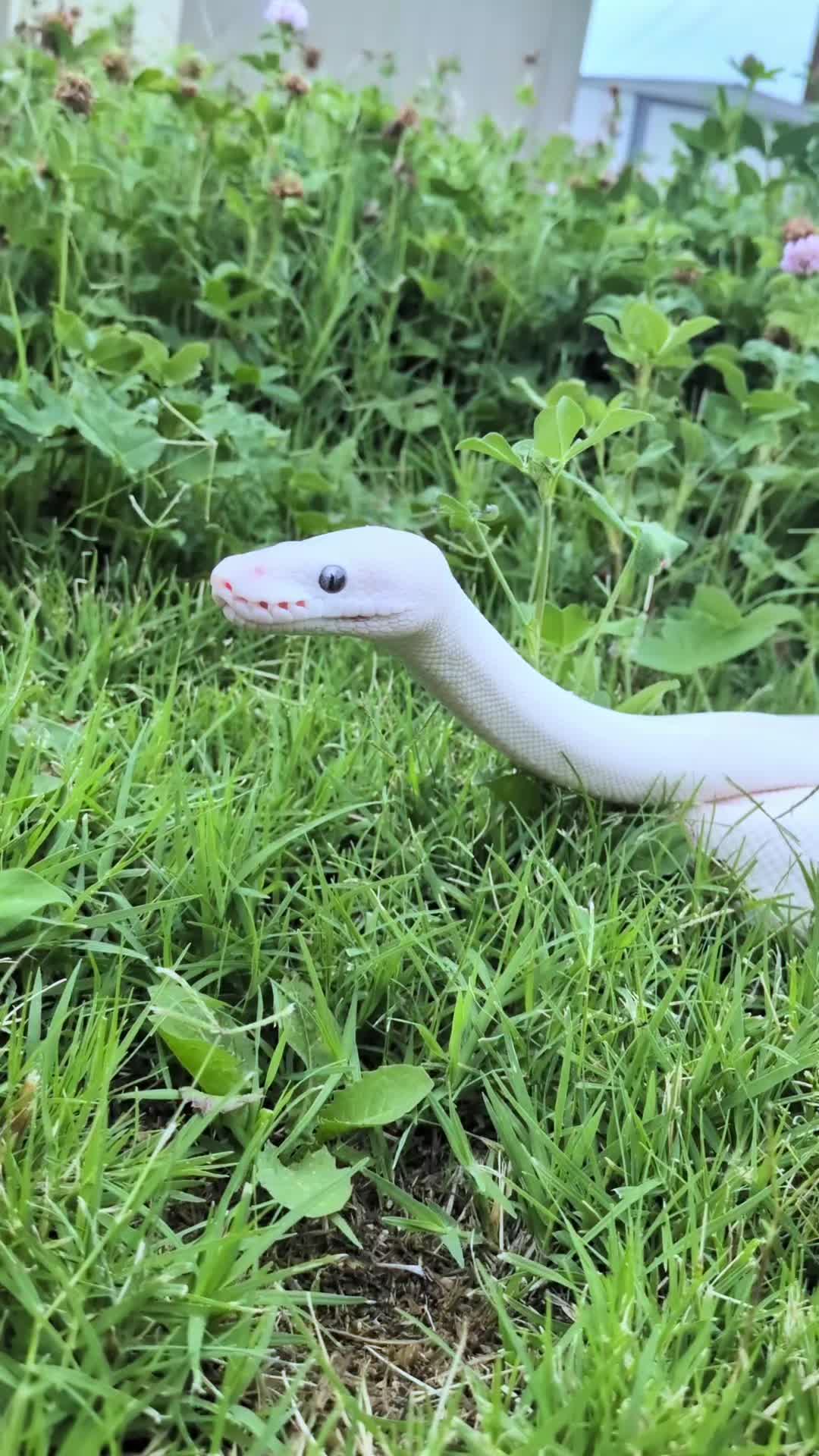 @SnekDice