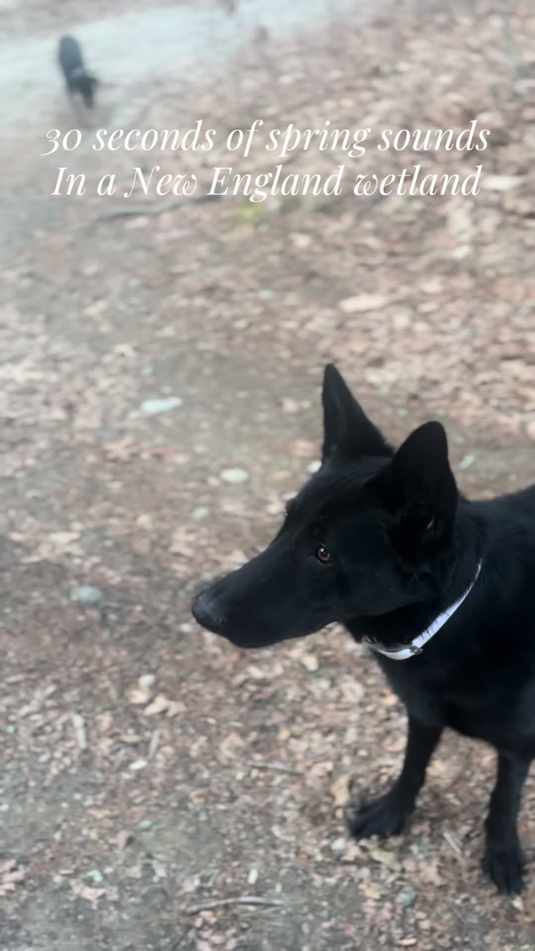 @Kobe and Remi the rescues