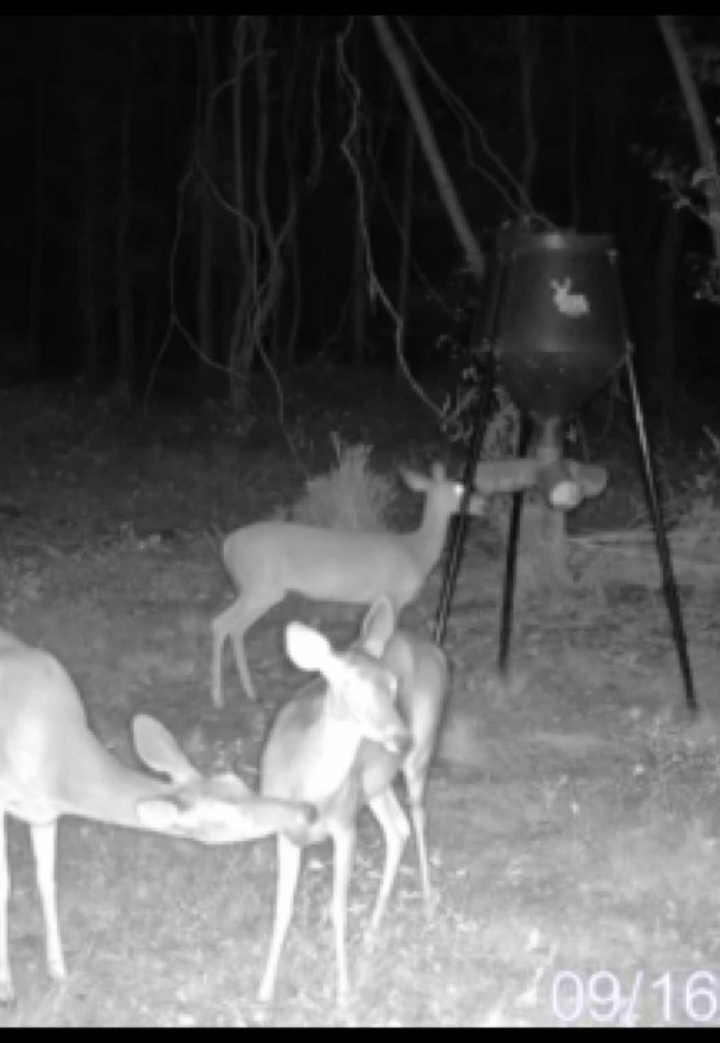 @Toi Batton_GIGI_WTBuckOutdoors