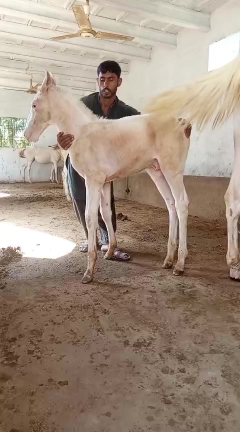 @Farasat Ali Ranjha Awan