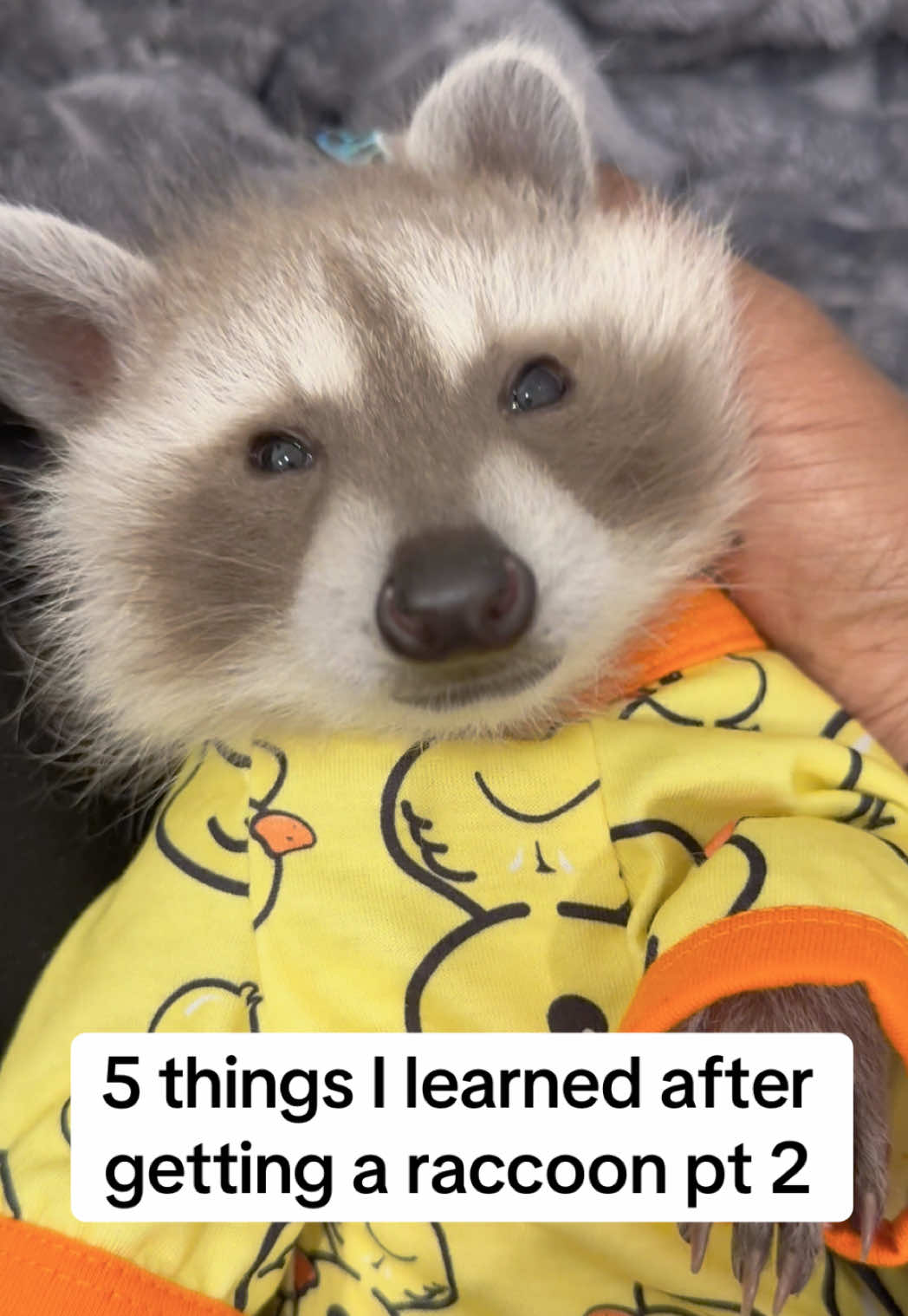 @Pooh the Raccoon
