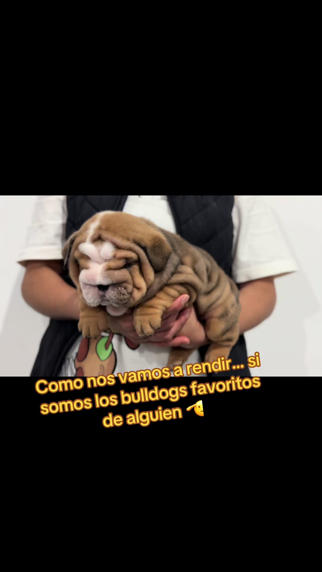 @Destroyers Bulldogs