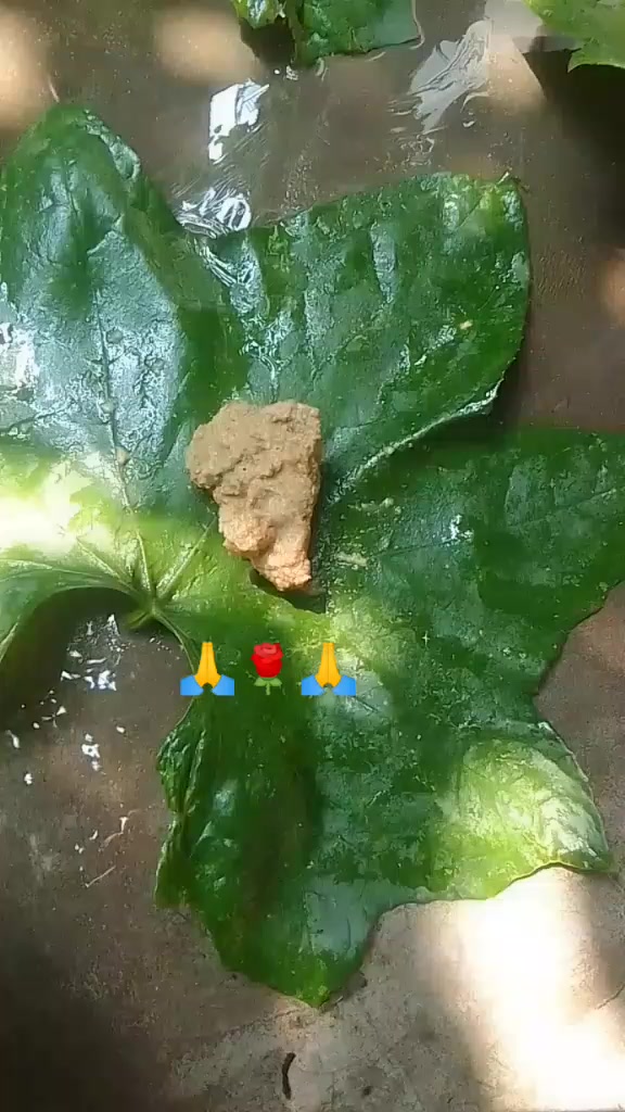 @thakursadhana000