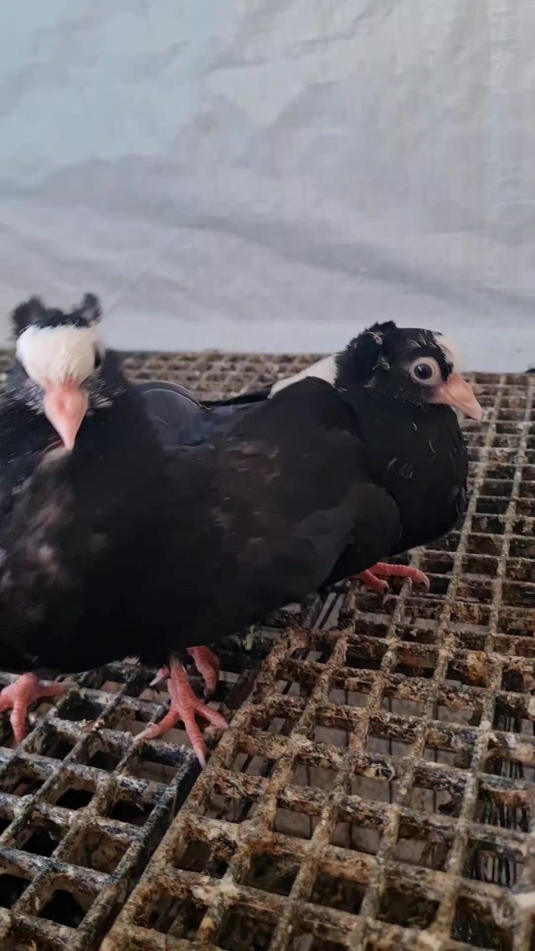 @Pigeons Tv