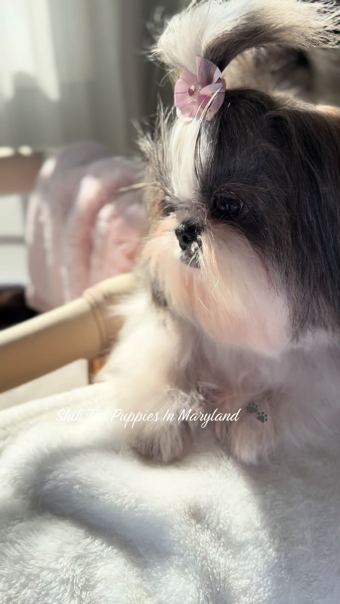 @Shih Tzu Puppies in Maryland