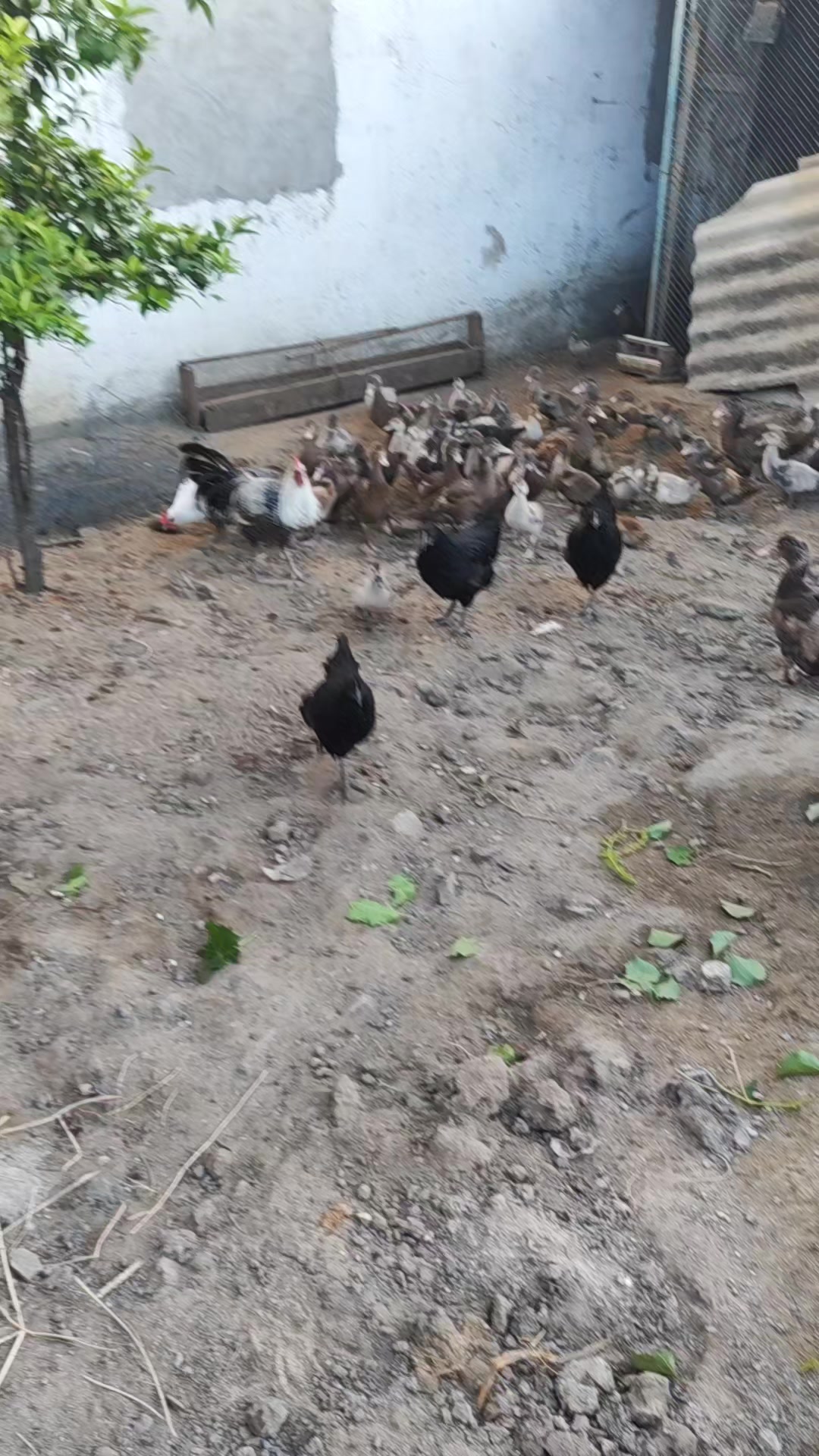 @MAŞTAĞA_QUŞCULUĞ