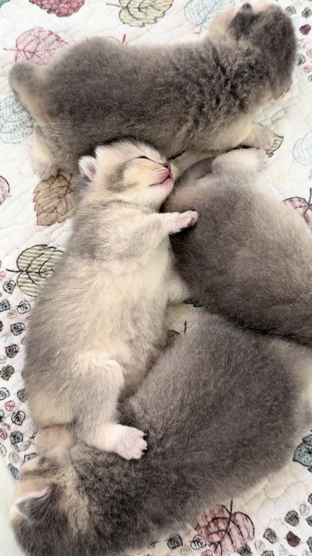@Nya_냐