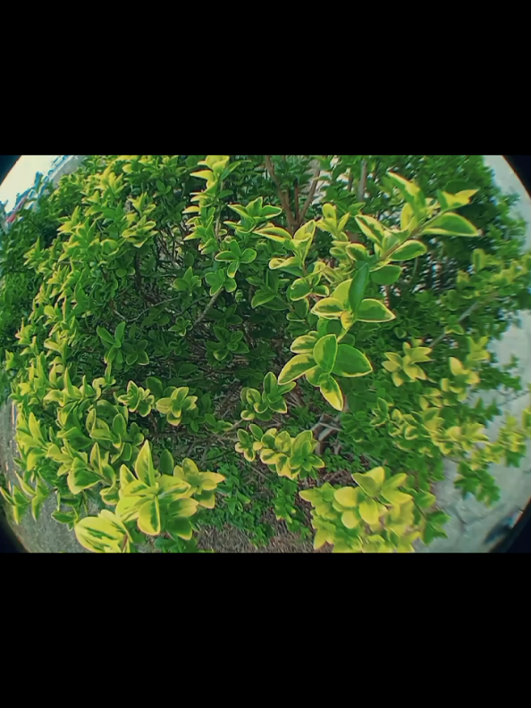 @𝙸𝚅 𝙹