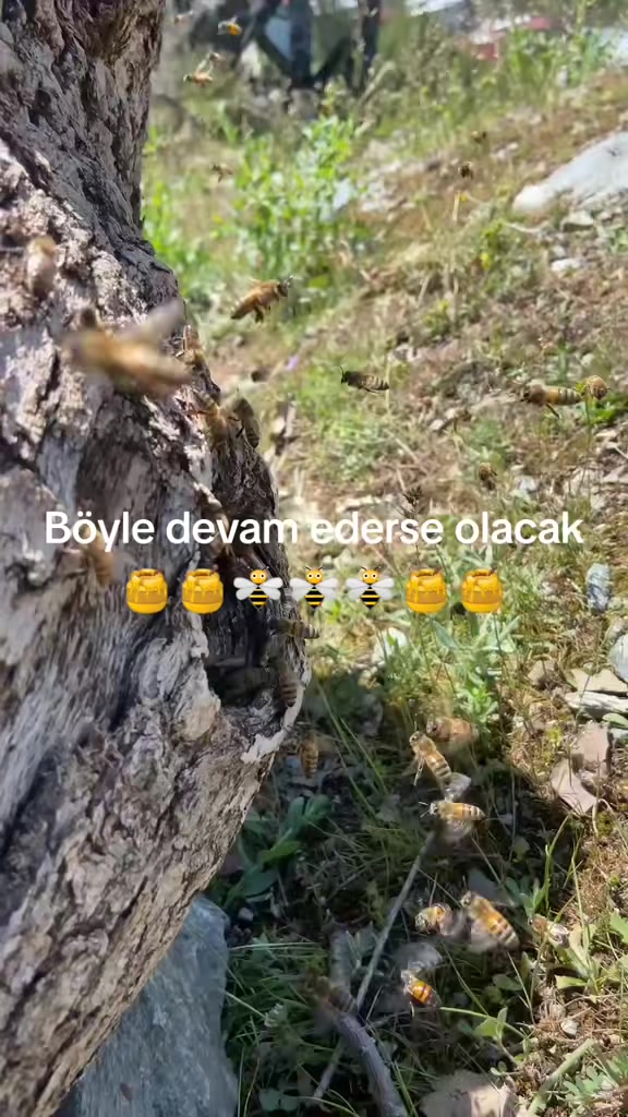 @İsmail Genç