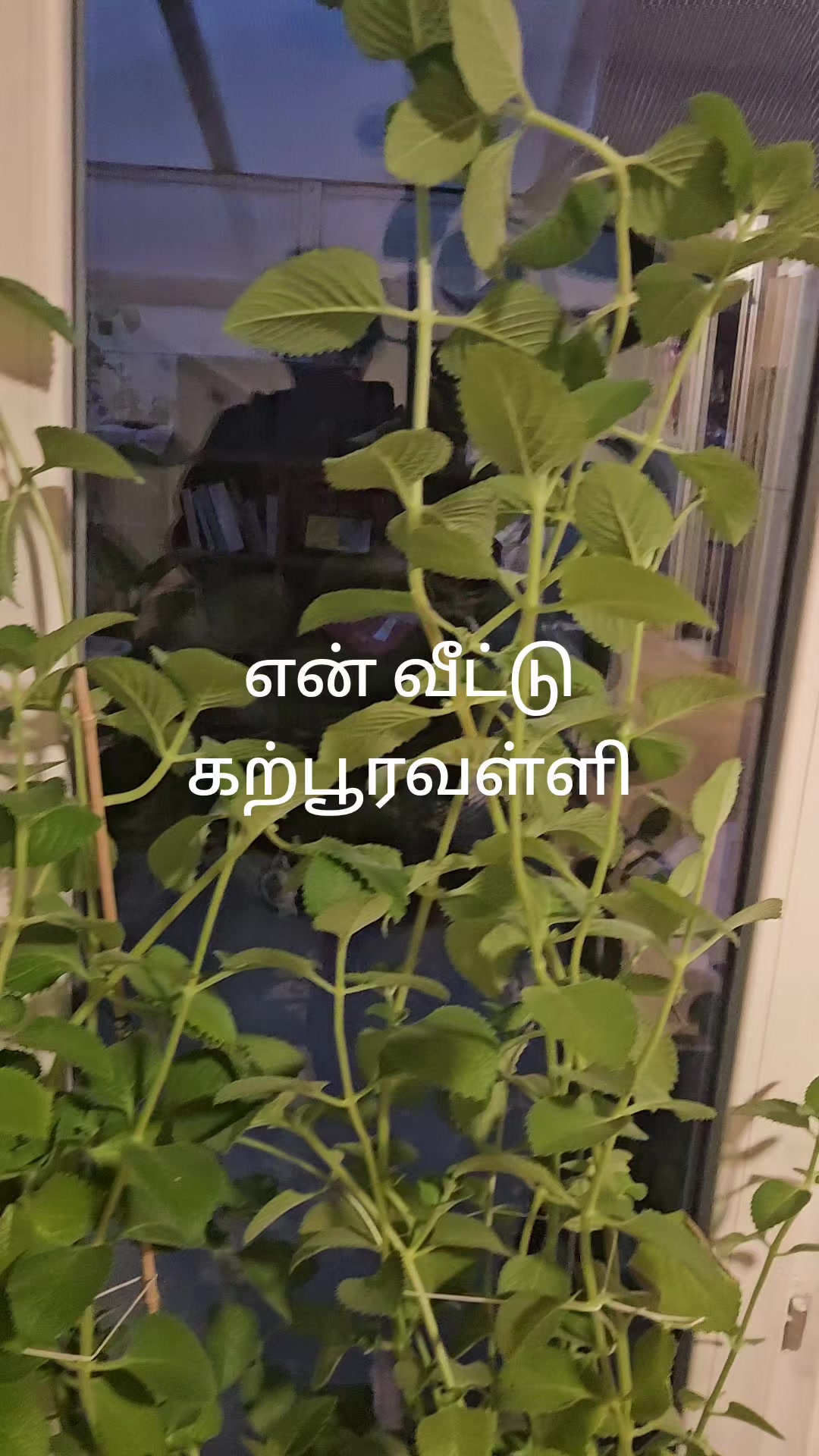 @sinna seeli