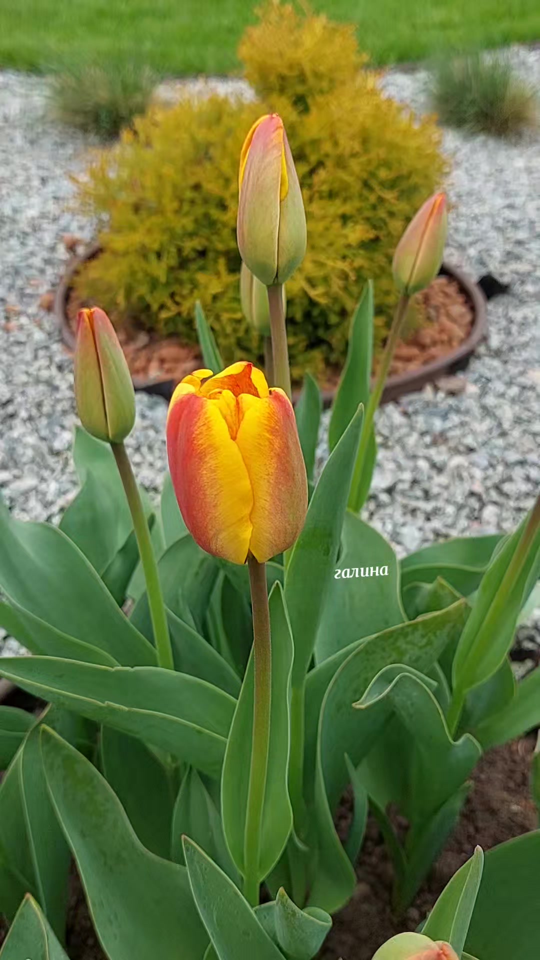@✨️Галина ✨️🌸
