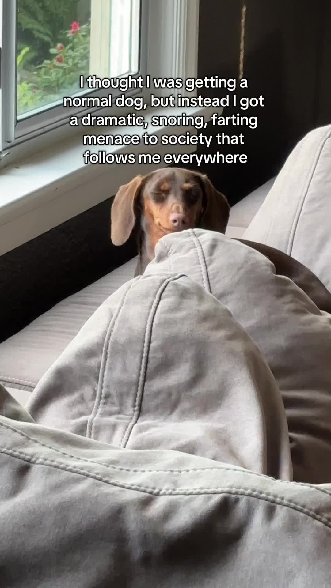 @rhubarb the doggo