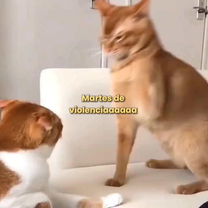 @goodvibessxd