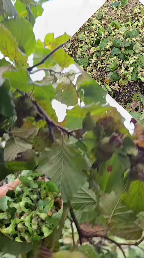 @kardelen kardelen