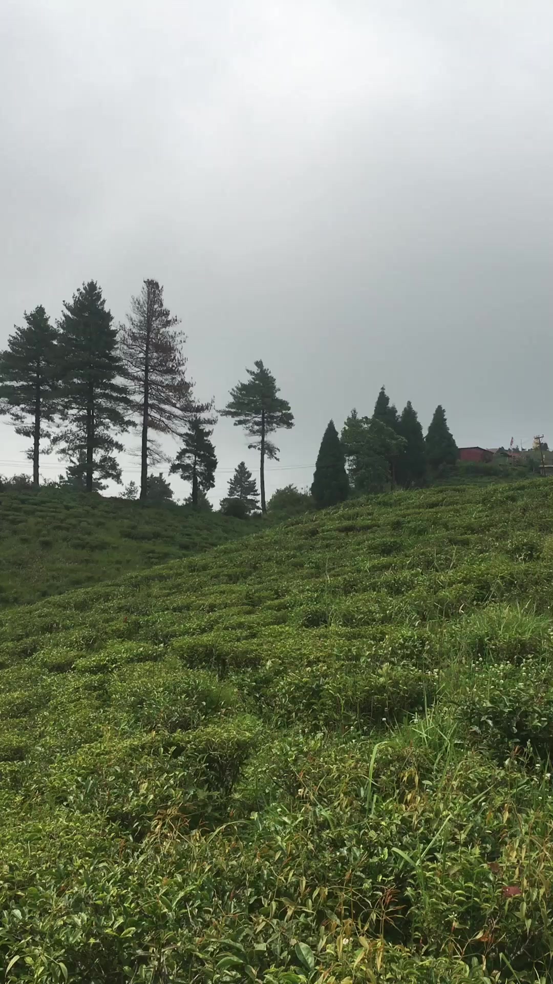 @Niraj Rai