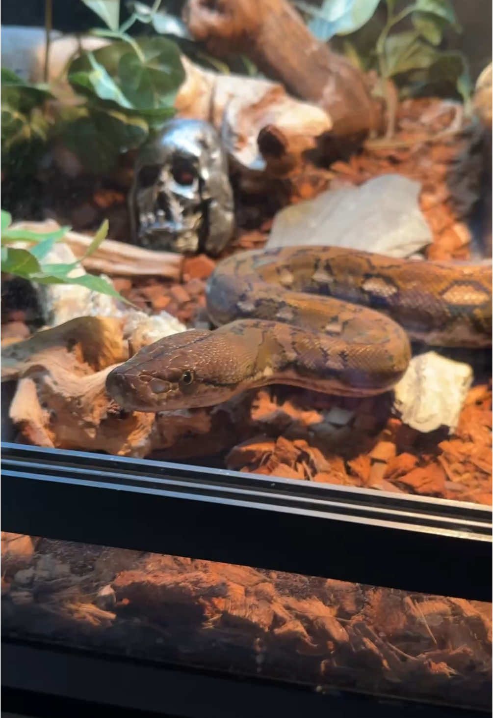 @Jax’s Reptiles!