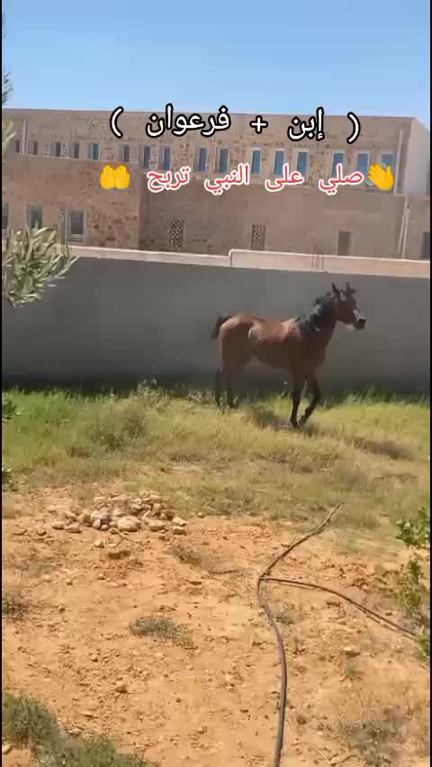 @bader ._. ❤️🔥🐴📍
