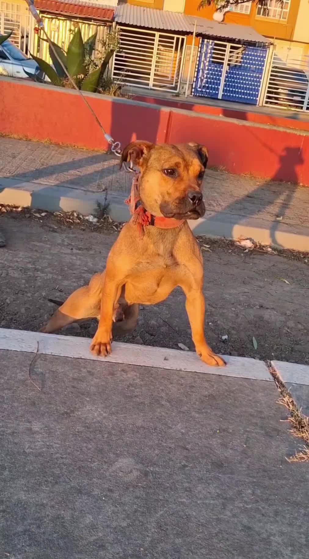 @TrueGamedogsMx214420