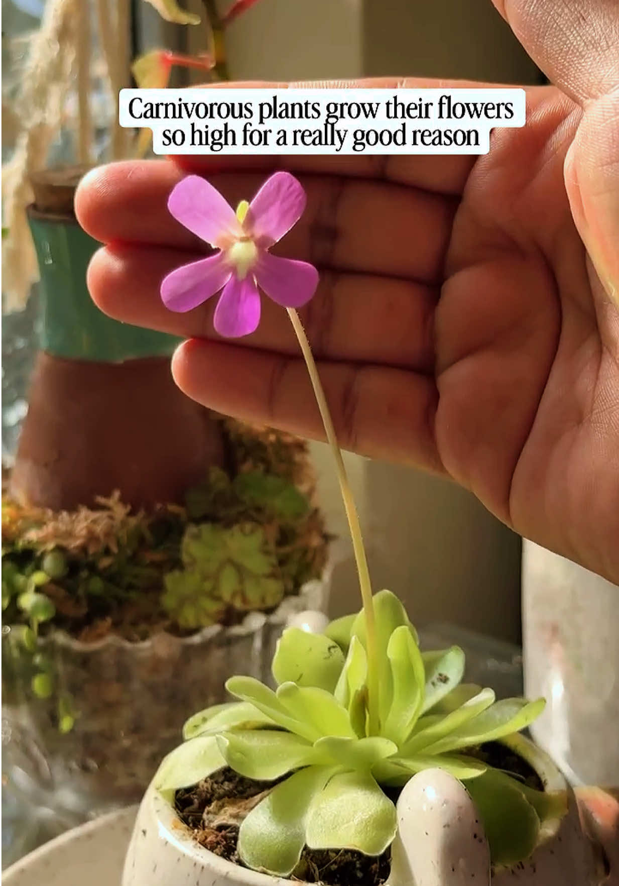 @Plants_it’savibe