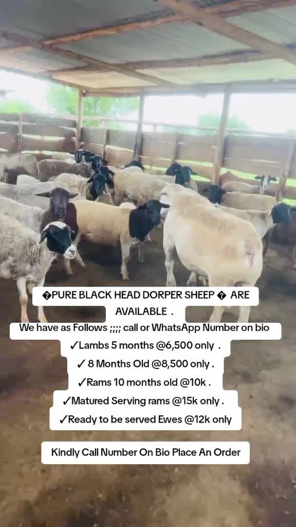 @Smart Farm Kenya