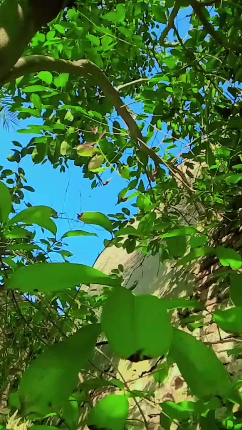 @adilali
