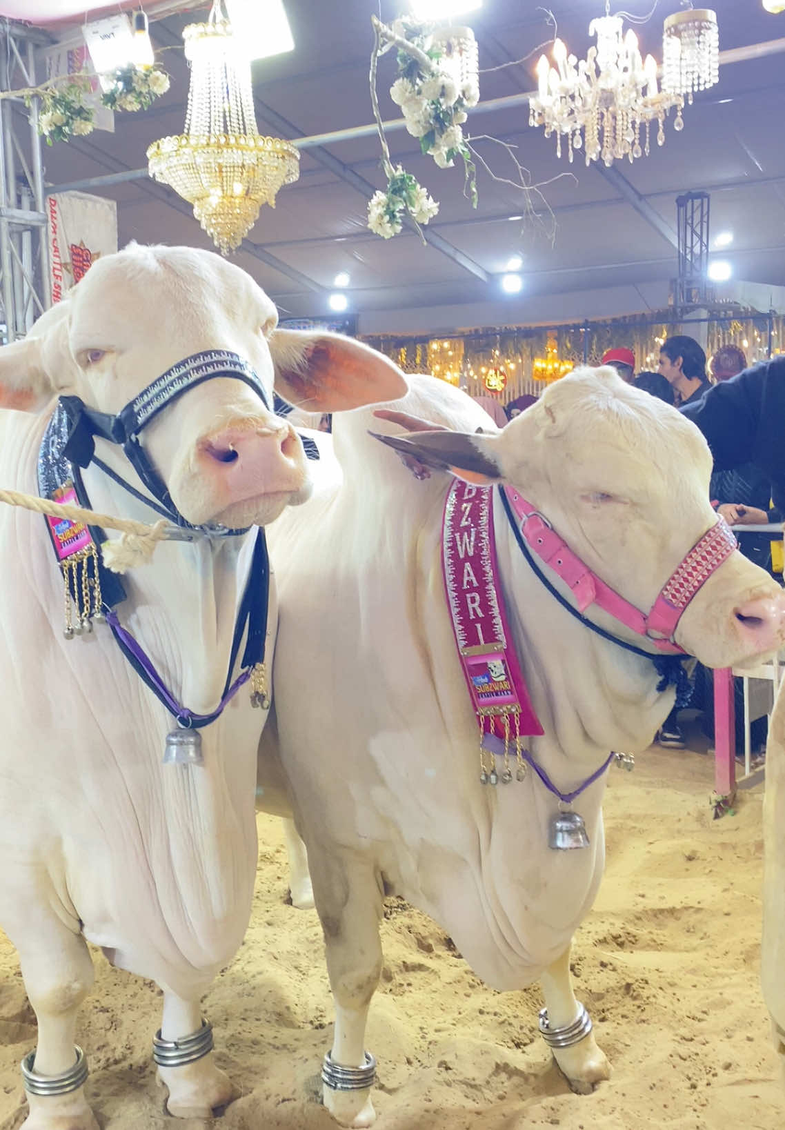 @cow lover😍