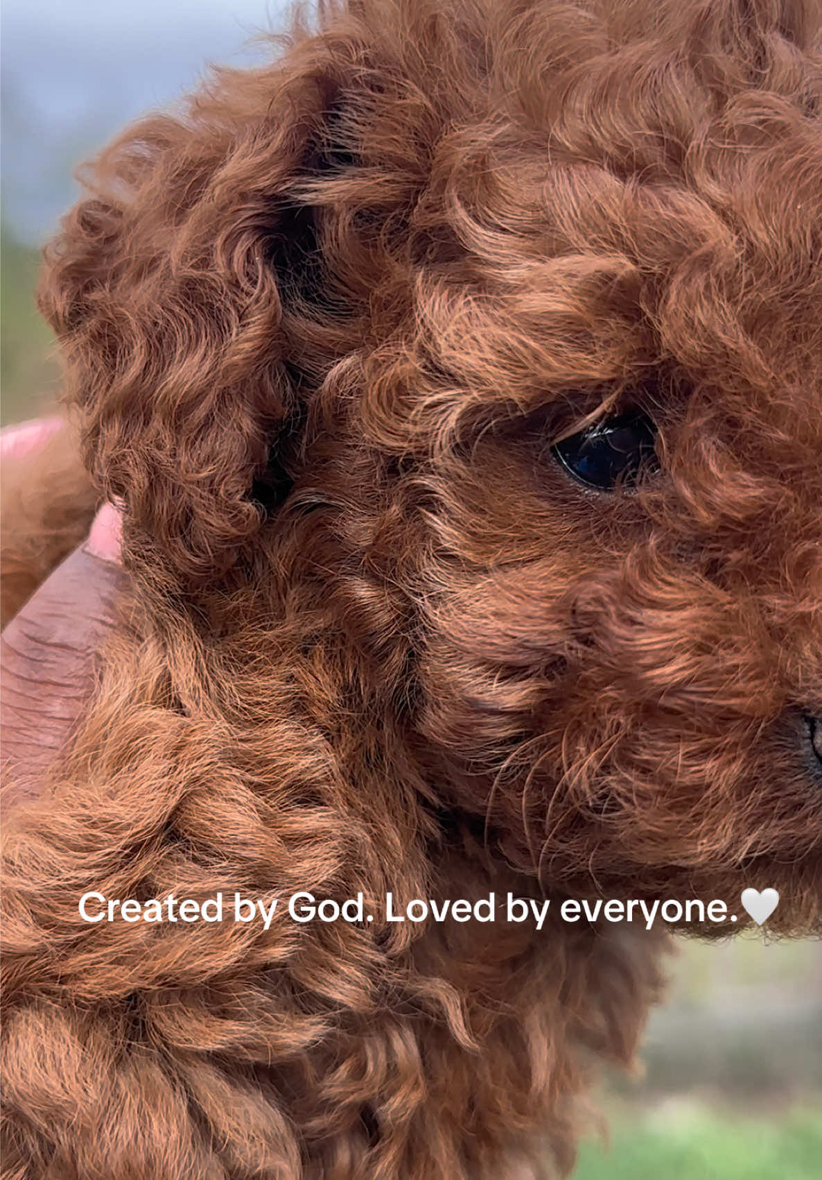 @Dog Lady
