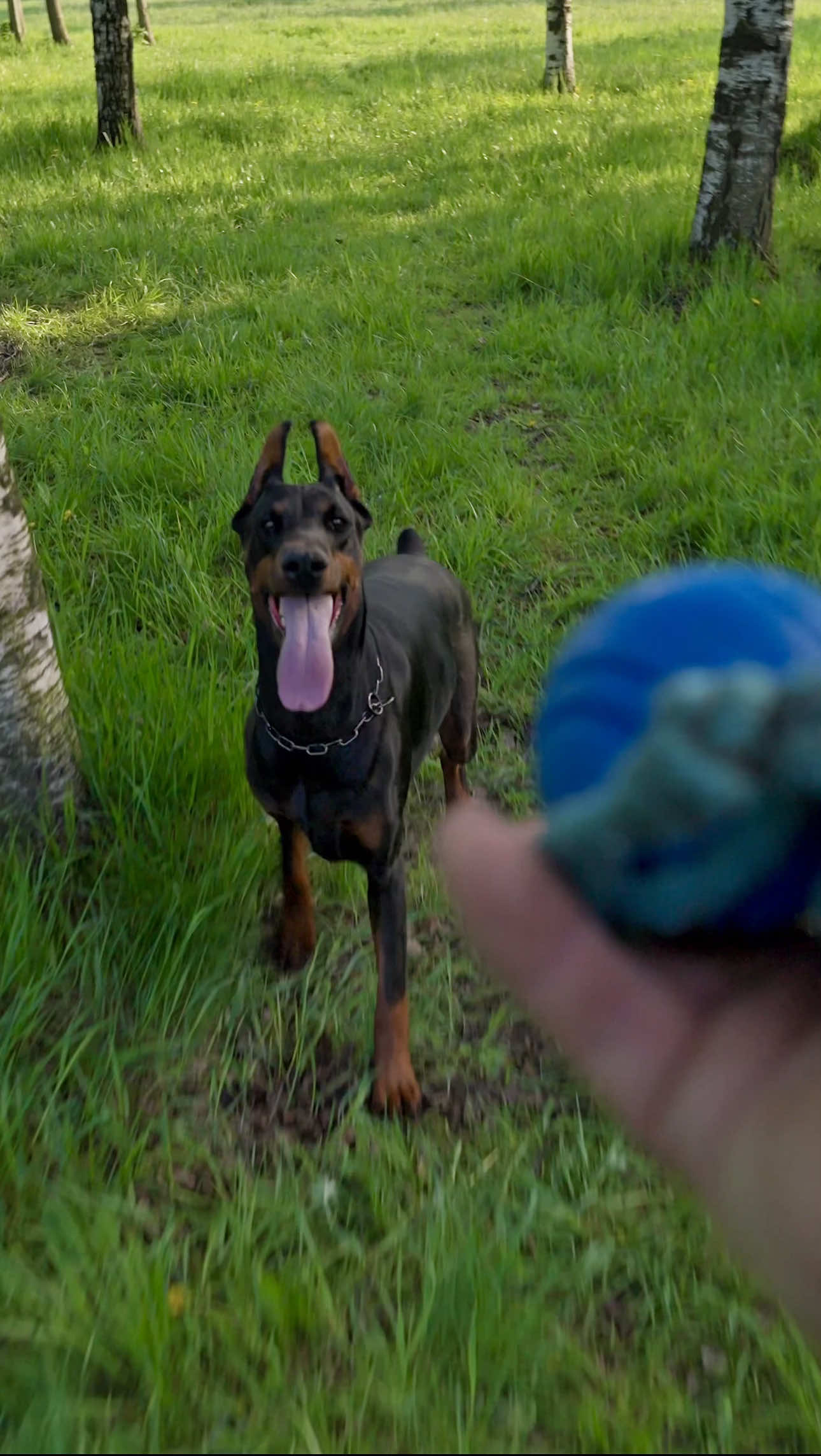@Djudi_Doberman
