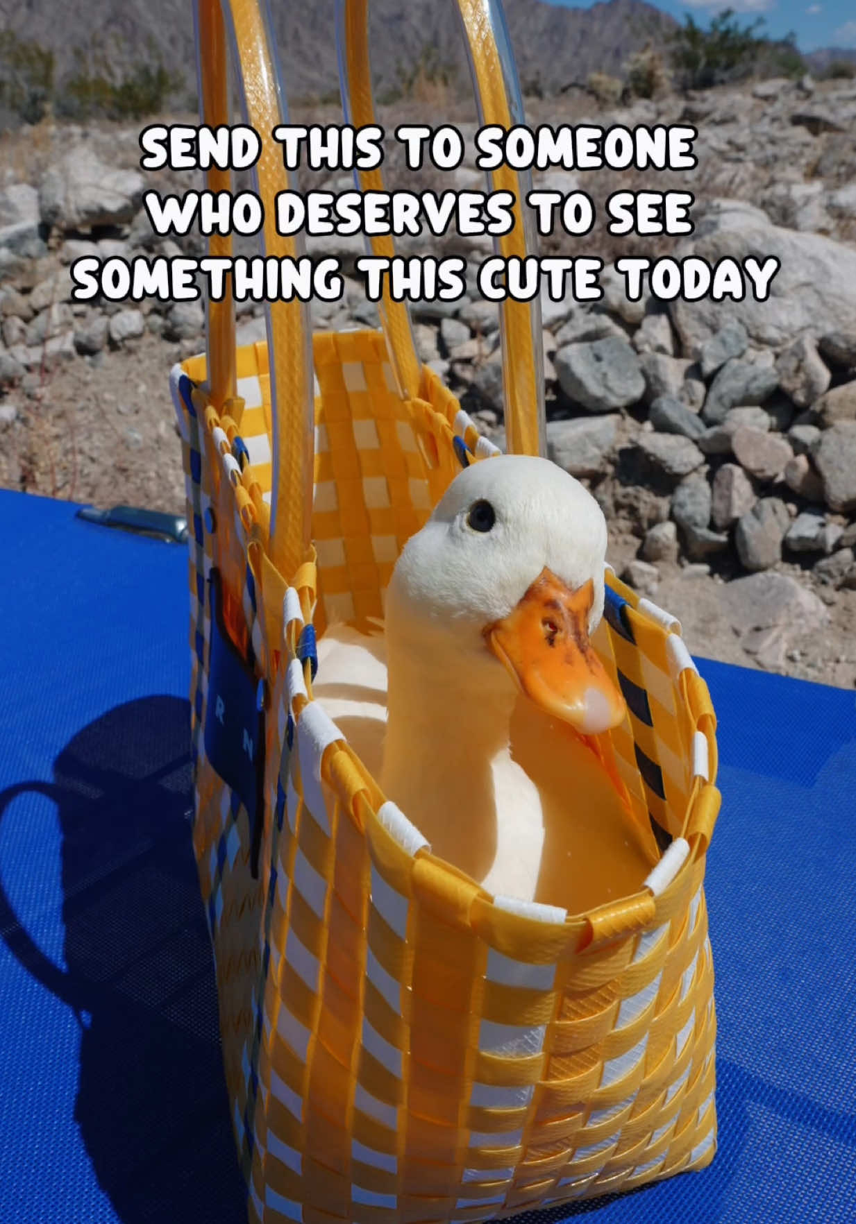 @ducks_in_space🪿🪿💦