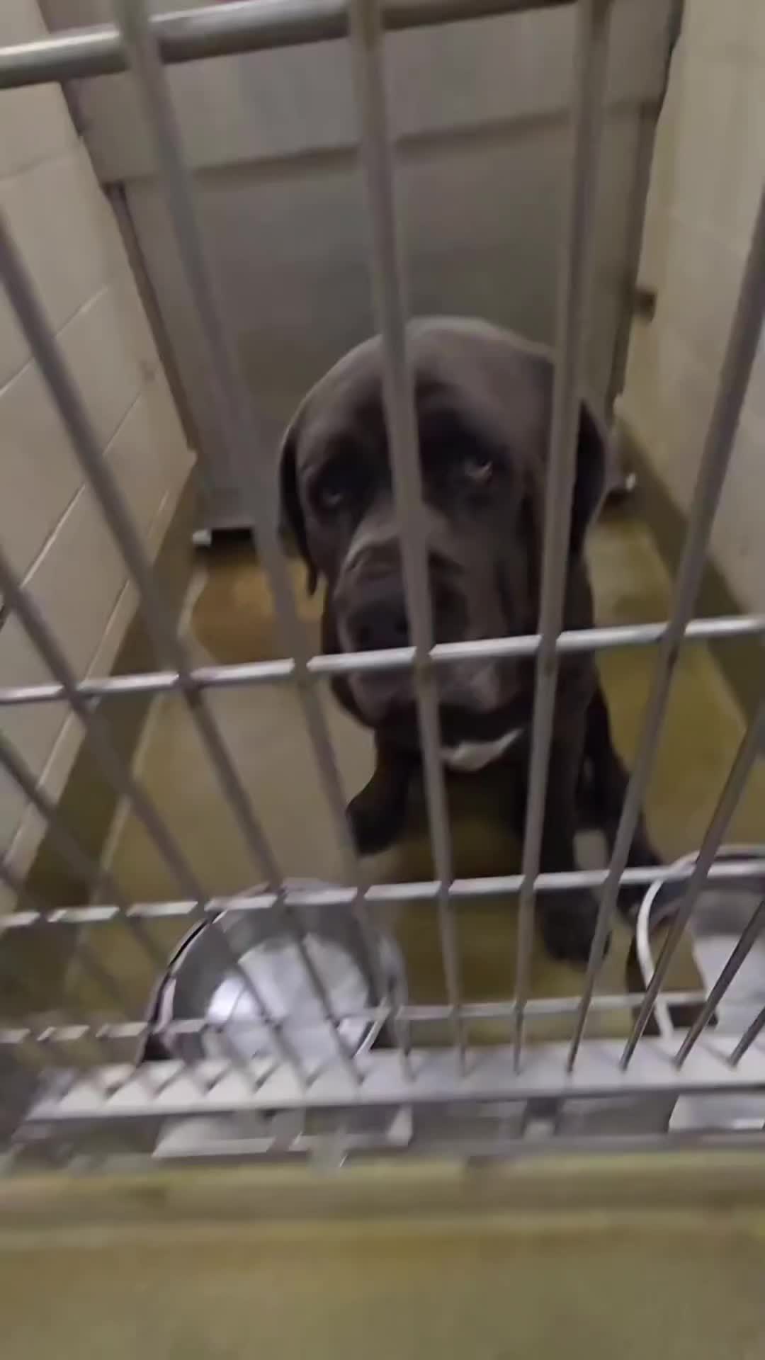 @Cane Corsos