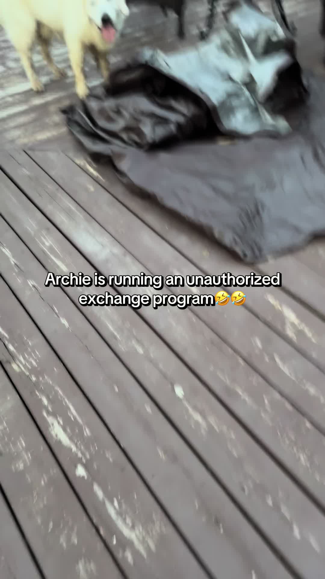 @archie.and.the.egg