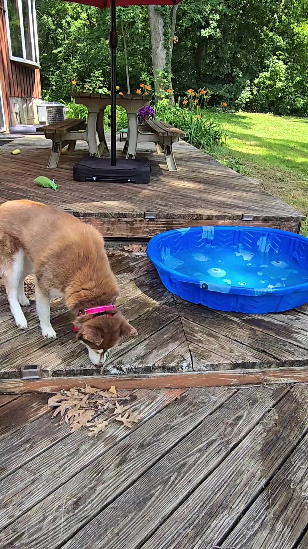 @Diane | Huskies-Jack & Jill