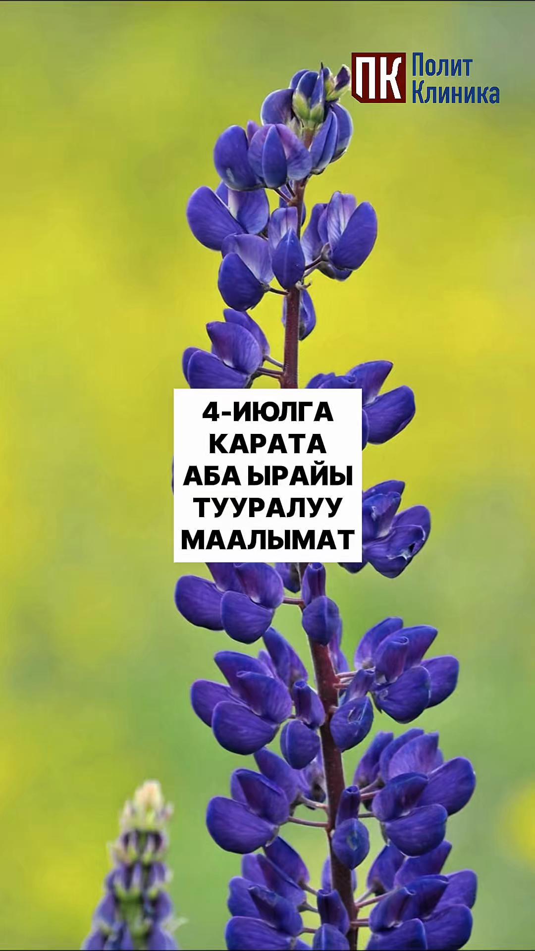 @politklinika