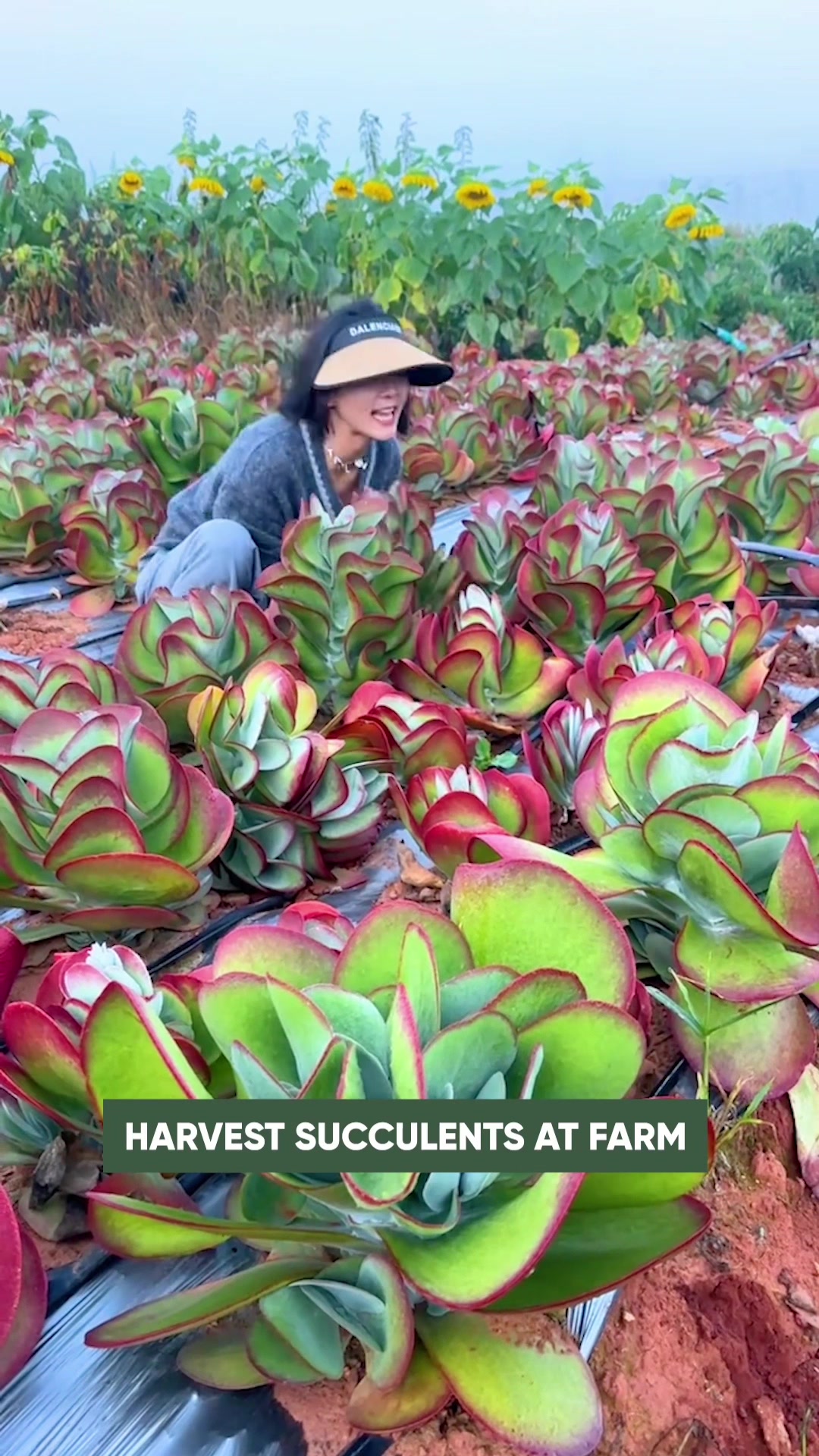@Succulent Garden