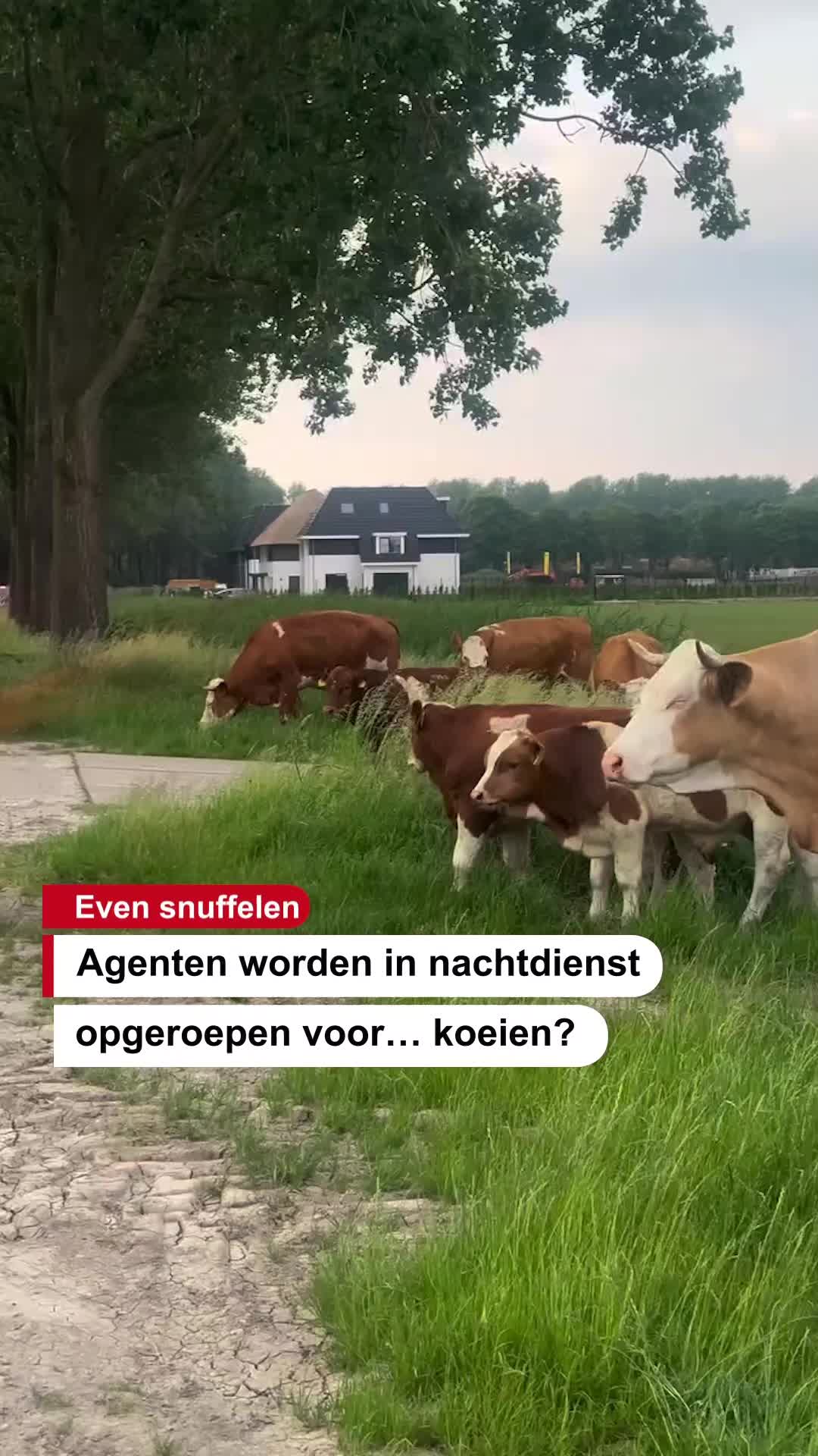 @De Stentor