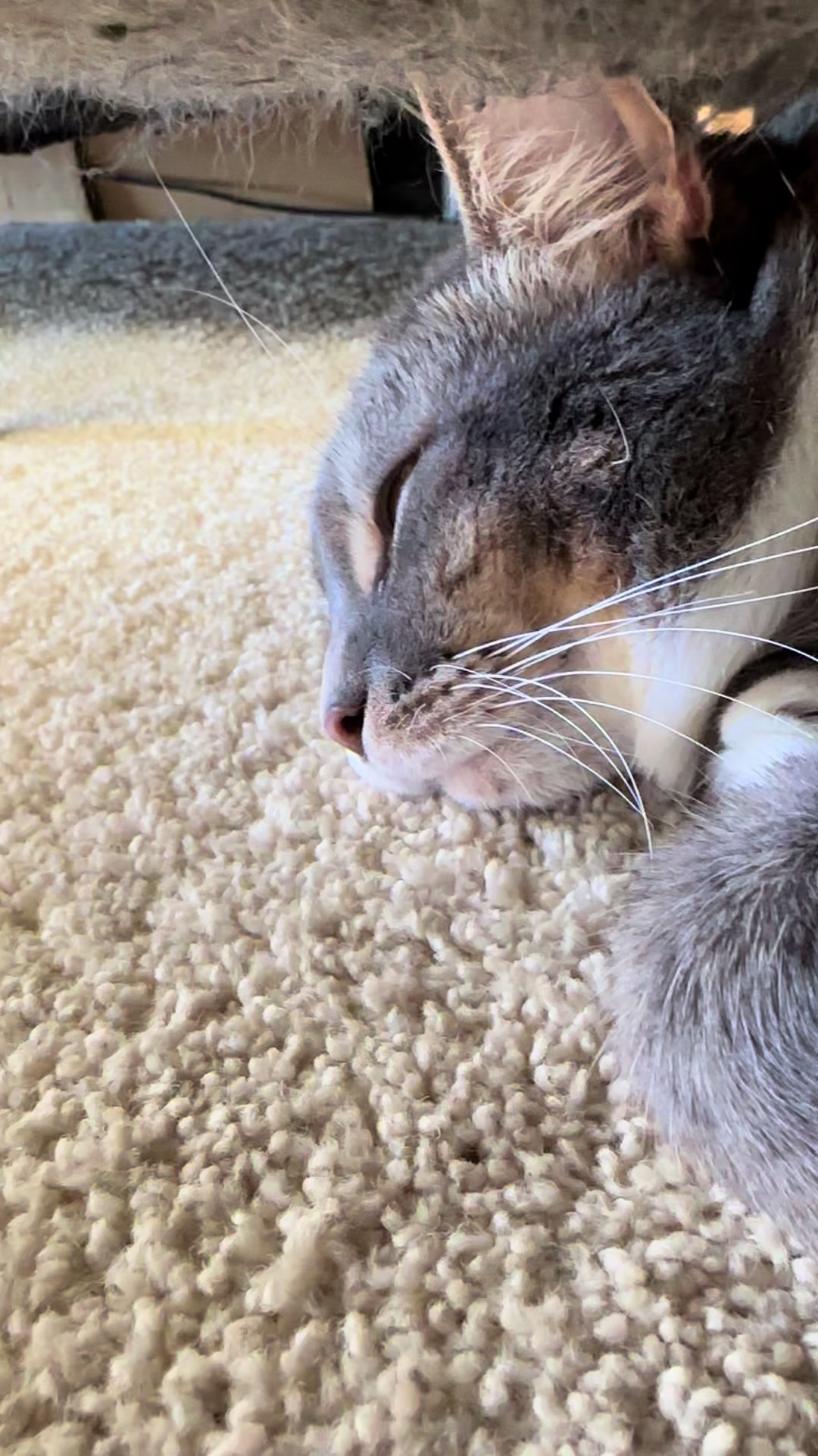 @猫のテツ