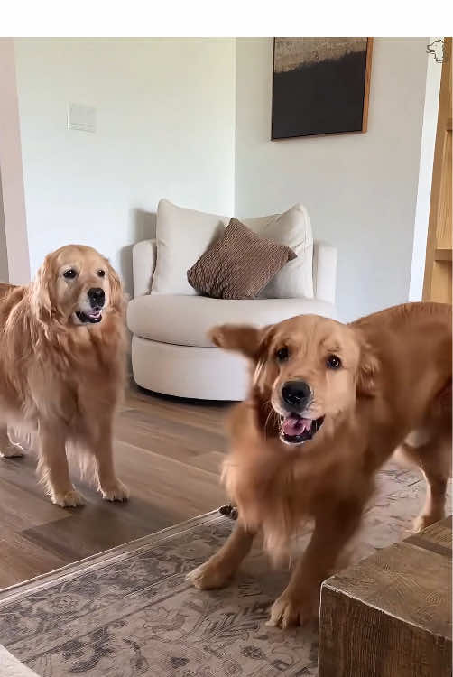@funnyanimalvideo99