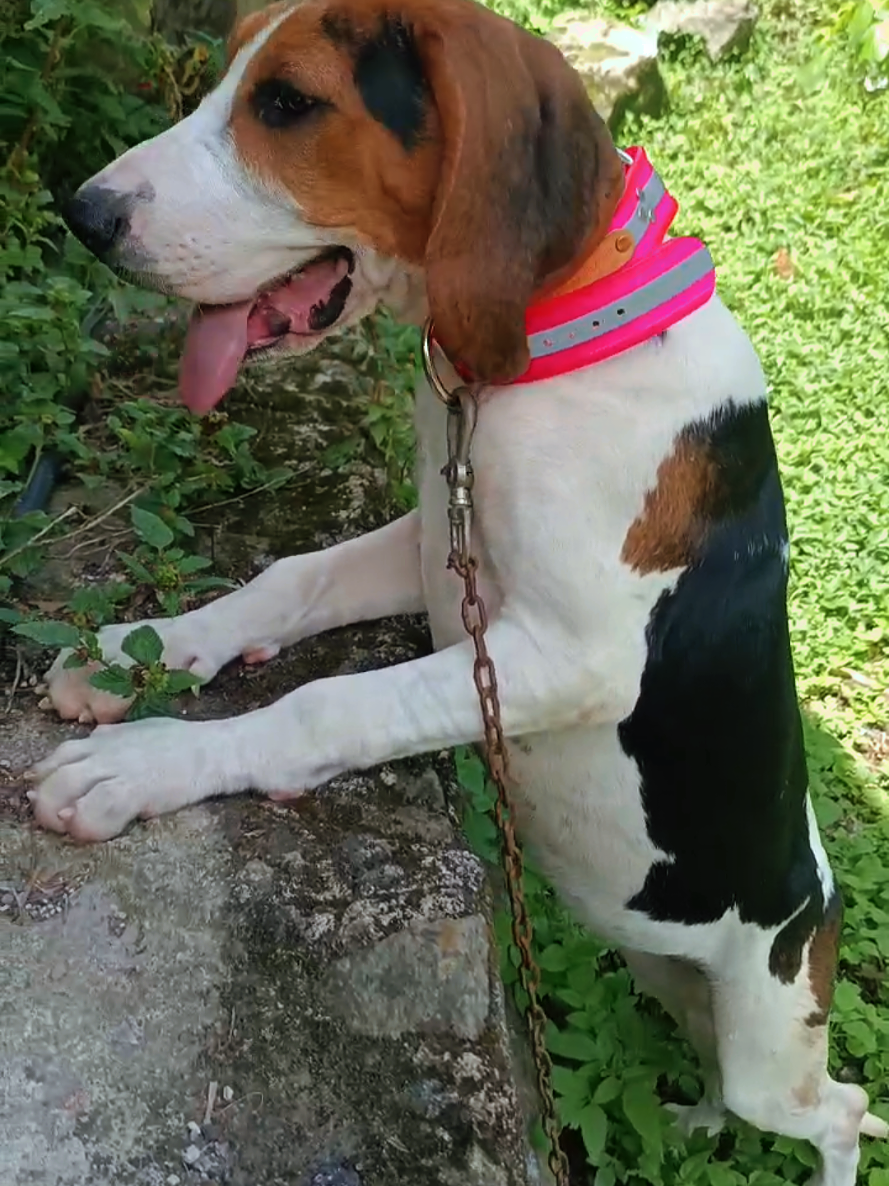 @zardos kennel veracruz