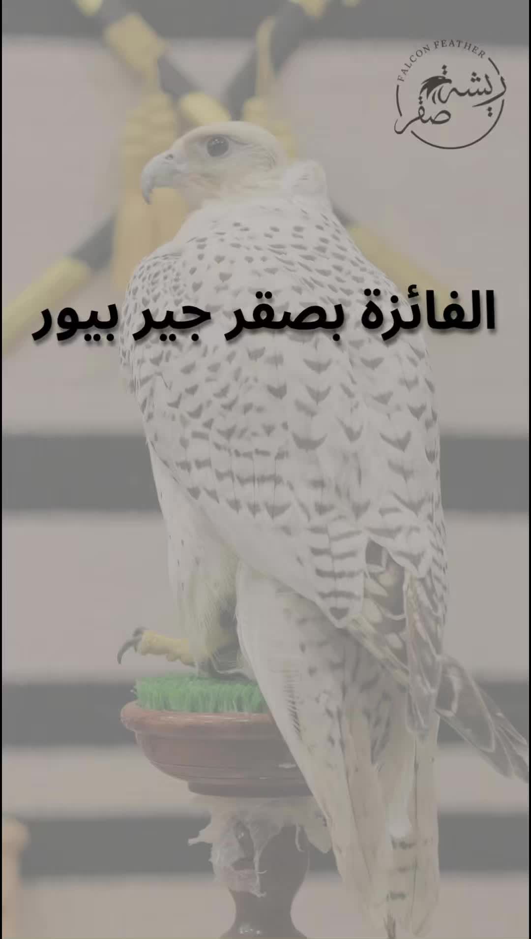 @ريشة صقر