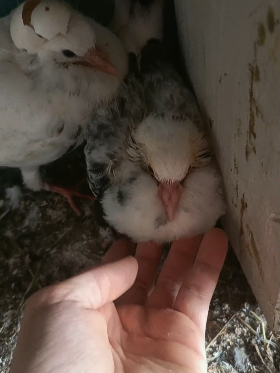 @Pigeon_which_unusual3