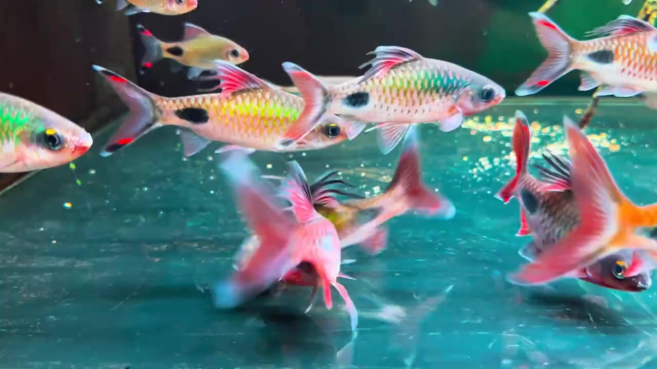 @Long chơi hồng mi bóng đêm 🦈