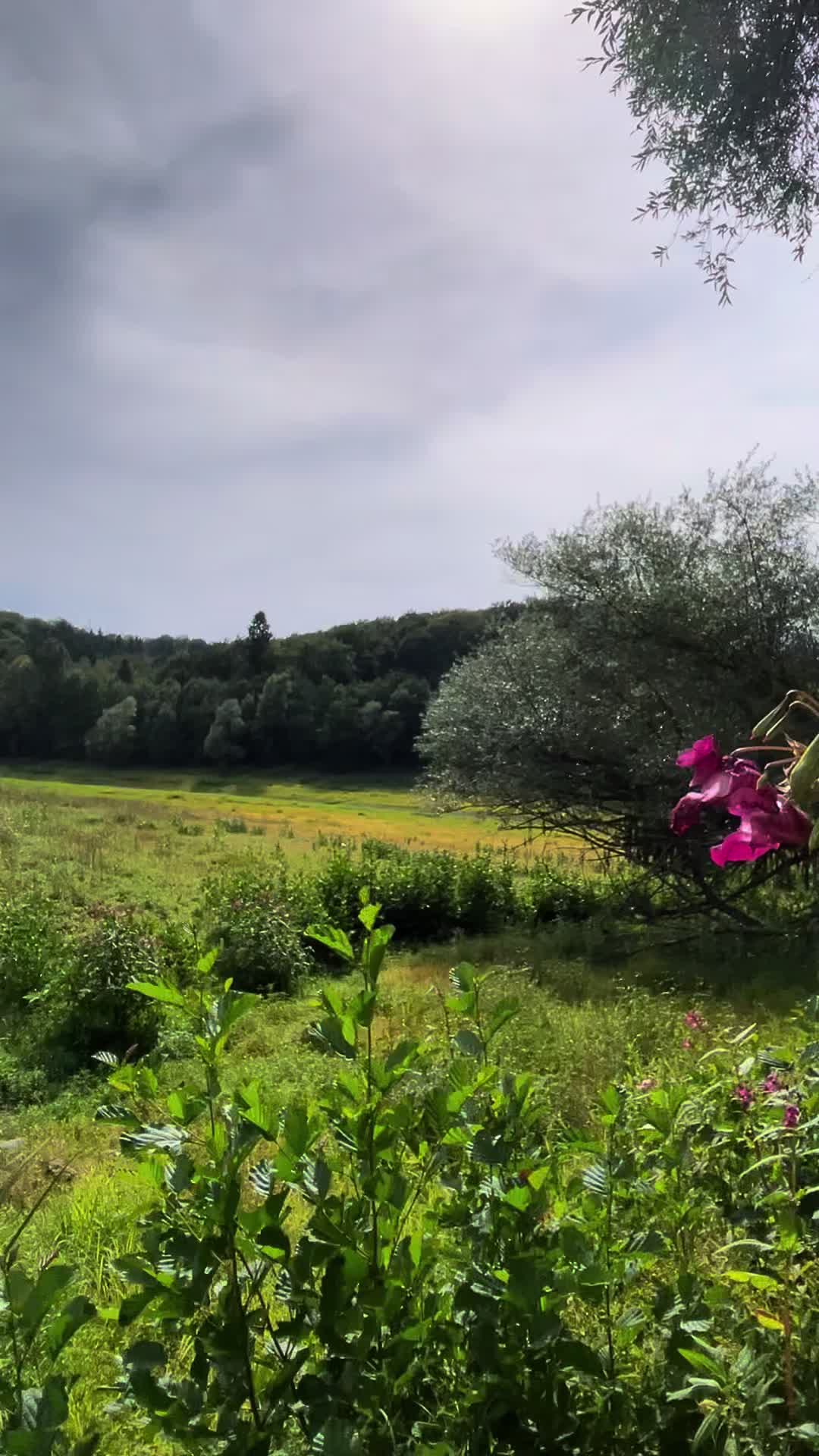 @ᛏᛁᛏᚢᛋ 🌞🌲🏔️ᛉ