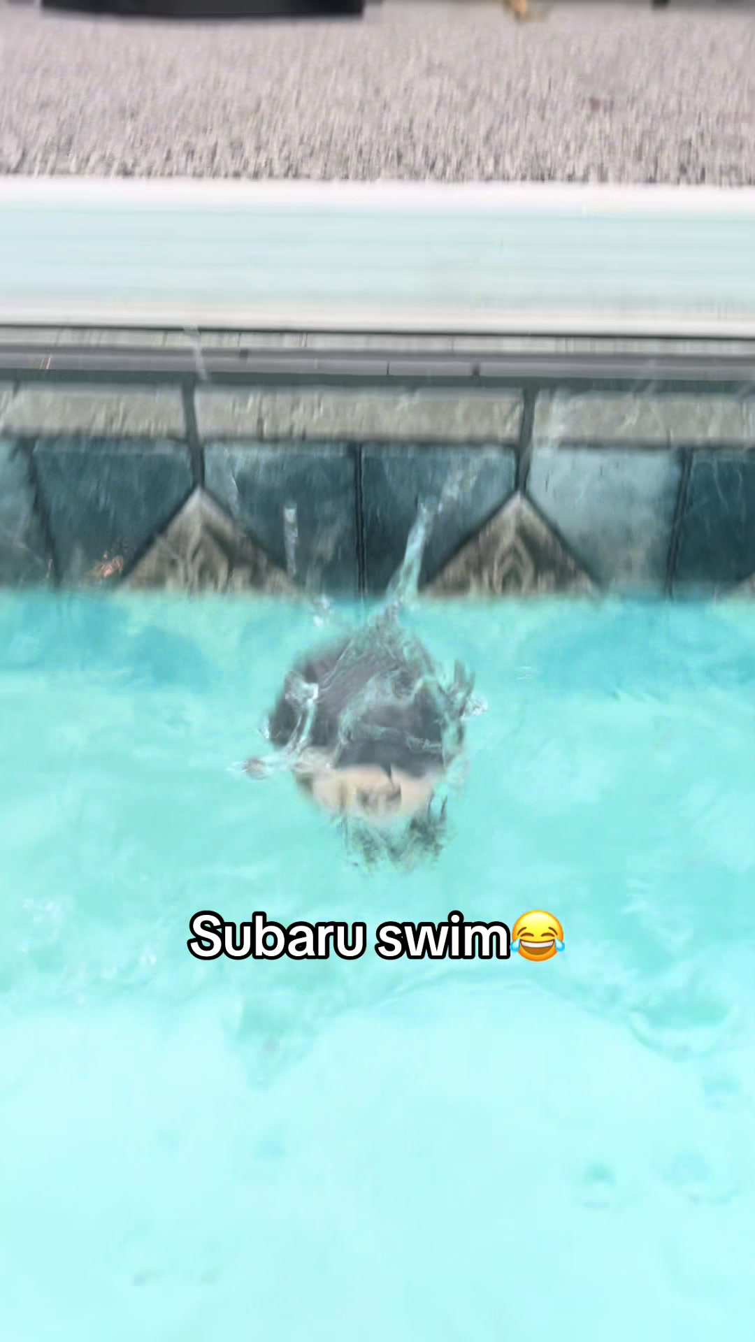 @𐔌𝘚𝘩𝘢𝘶𝘭𝘢 𝘤𝘢𝘵 ⋆˚