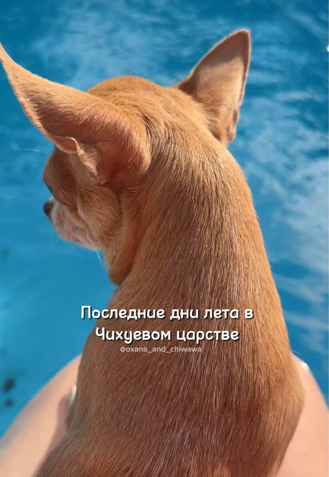 @Оксана & Чихуахуа Бонита